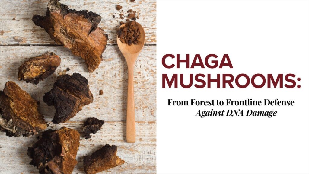 Champignons chaga : de la forêt à la défense de première ligne contre les dommages à l'ADN*