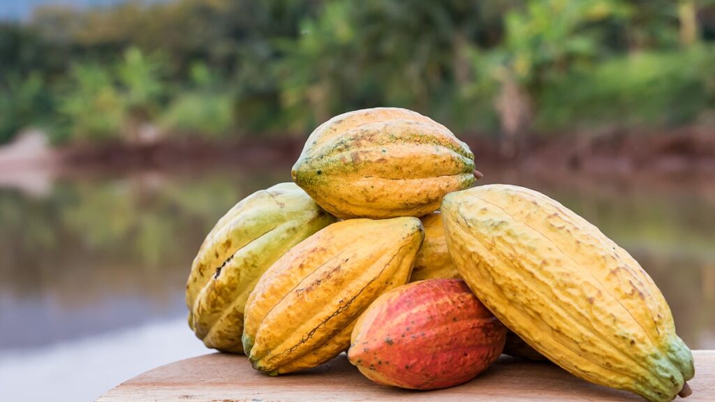 L'eau de cacao : une alternative saine aux boissons sportives sucrées