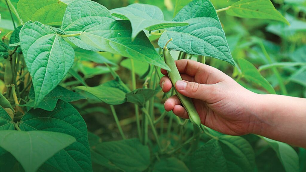 3 alternatives végétales à la viande