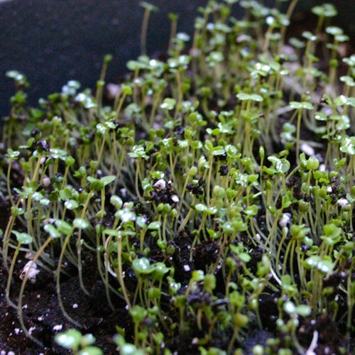 Comment faire pousser des micro-verts tout l'hiver