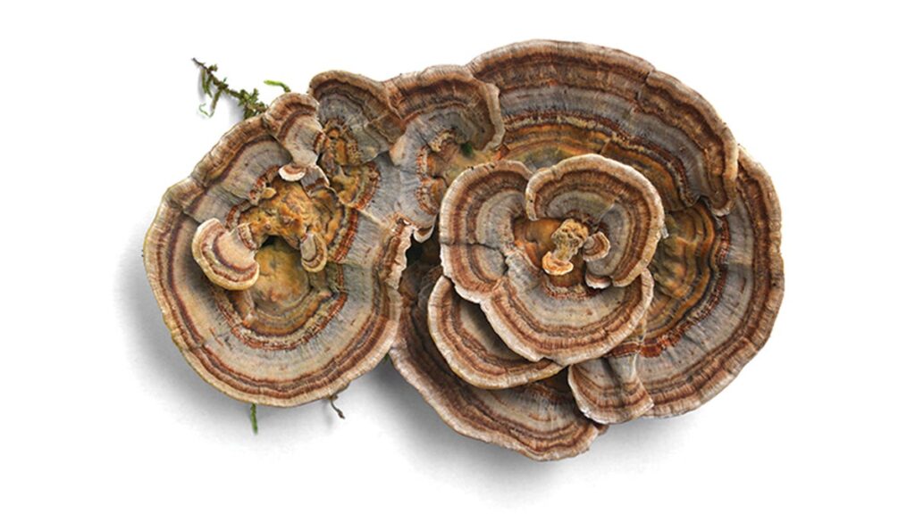 Le pouvoir de guérison des champignons médicinaux