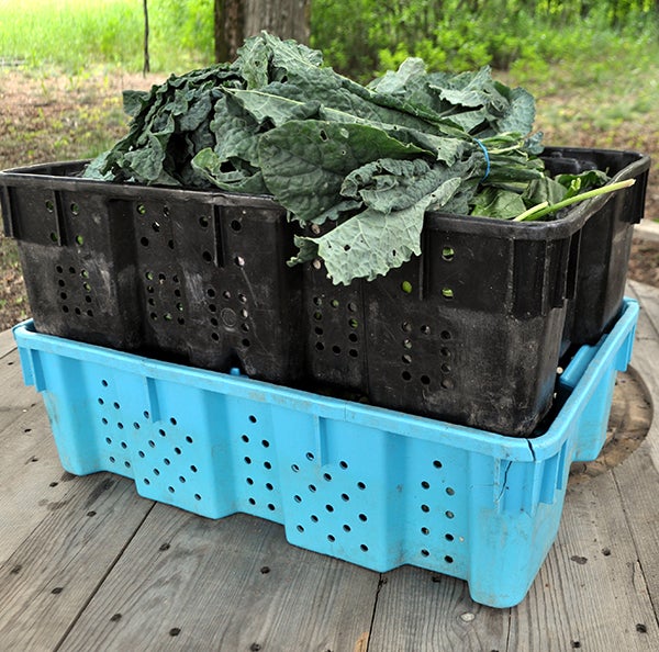 3 Façons avec Chard et Kale