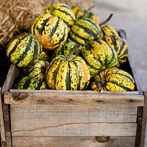 Courge poivrée farcie